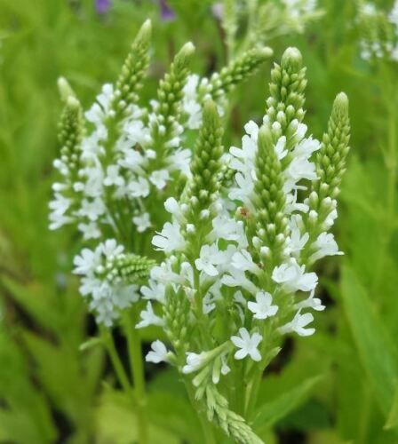 STAUDENSAMEN: LANZEN-VERBENE (Verbena hastata) WEIß+LILA in Lutherstadt Wittenberg