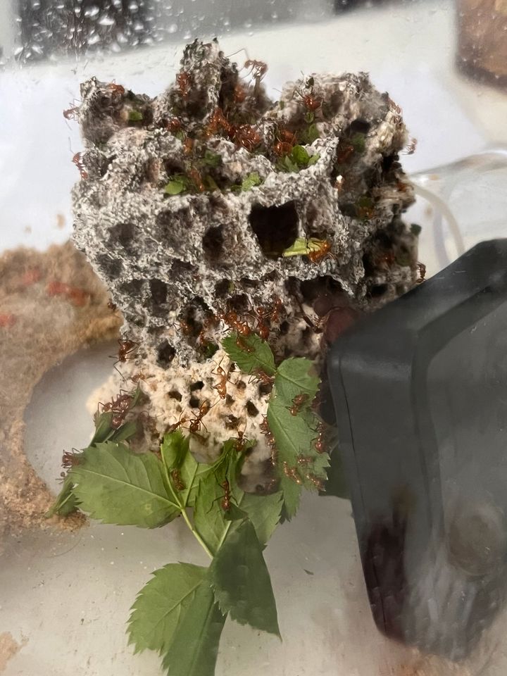 Atta cephalotes Ameisen Kolonie in Geringswalde