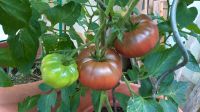 Tomatenpflanzen  verschied.Sorten  weg.Urlaub nur noch kurze Zeit Bayern - Laufen Vorschau