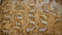 Krippenfiguren Elastolin 25 Schafe Bayern - Dietfurt an der Altmühl Vorschau