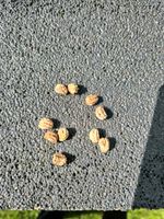 Kapuzinerkresse Samen 10 Stück Nordrhein-Westfalen - Lüdenscheid Vorschau