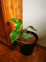 Ableger Monstera Baden-Württemberg - Heidelberg Vorschau