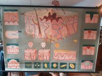 Wandbild Haut Organ Wandkarte Rollkarte Schule Biologie Anatomie Niedersachsen - Emsbüren Vorschau
