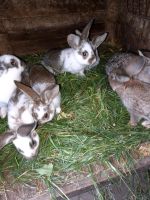 Junge Kaninchen Güstrow - Landkreis - Laage Vorschau