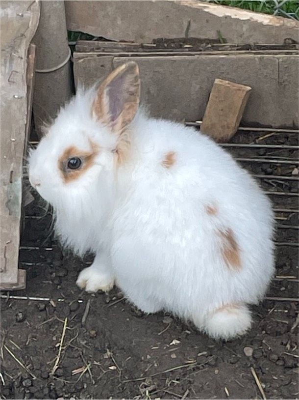 Zwergkaninchen/Löwenkopfkaninchen in Kolbermoor