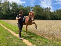 Mobiler Reitunterricht • Sitzschulung • Bodenarbeit Hessen - Biebertal Vorschau