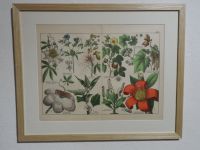 Orig.(1886,Schubert) Chromolithographie Affenbrotbaum Rosenpappel Bayern - Langquaid Vorschau