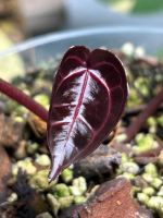 Anthurium wonderboy Bayern - Hausen Oberfr. Vorschau