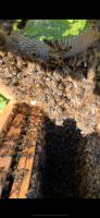 Bienenschwarm mit Königin 2024; sofort verfügbar Niedersachsen - Bremervörde Vorschau