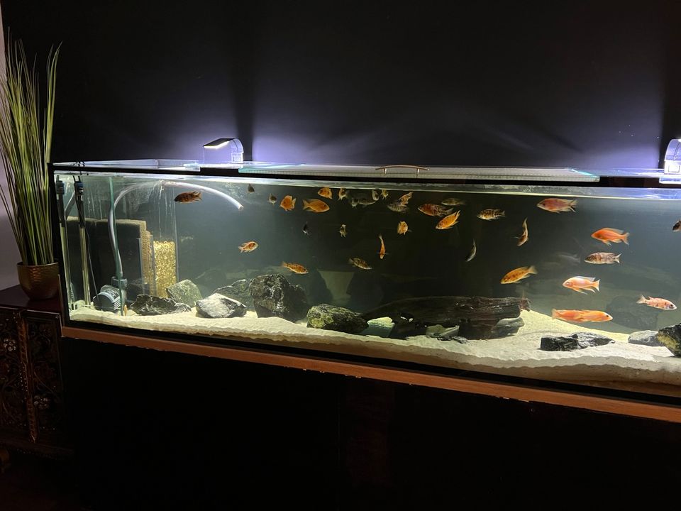 Aquarium 900 liter 250cm länge in Augsburg