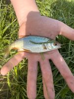 Biete Fische an Bayern - Geiselhöring Vorschau