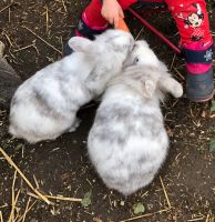 2 Löwenkopf Männchen SUCHEN neues Zuhause Bayern - Berglern Vorschau