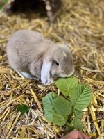 Zwergwidder Babys zu verkaufen geimpft ( Zwergkaninchen ) Niedersachsen - Bakum Vorschau