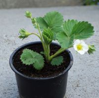 Erdbeeren Erdbeere Erdbeersorte "Herzle" jetzt pflanzen!! Rheinland-Pfalz - Koblenz Vorschau