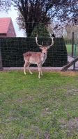 Damwild Hirsch abzugeben Niedersachsen - Handrup Vorschau