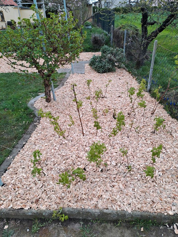 Hackschnitzel und Rindenmulch in Oschatz