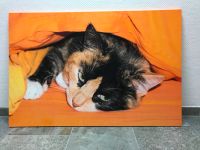 Leinwand Bild Katze Keilrahmen 120 x 80 cm neuwertig Bayern - Fürth Vorschau