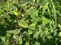 Bunter Eidechsenschwanz 'Chameleon' Houttuynia cordata ' Niedersachsen - Buchholz in der Nordheide Vorschau