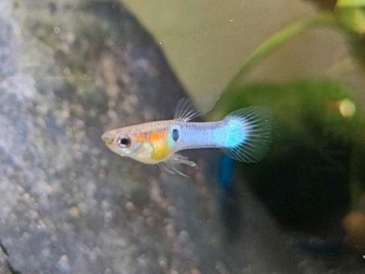 ⭐ Blue Dream Garnelen ⭐ blau Neocaridina Aquarium in Hamburg