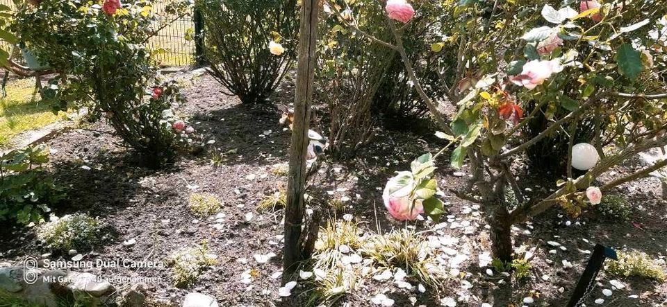 Gartenpflege Objektpflege Grünanlagen in Kevelaer