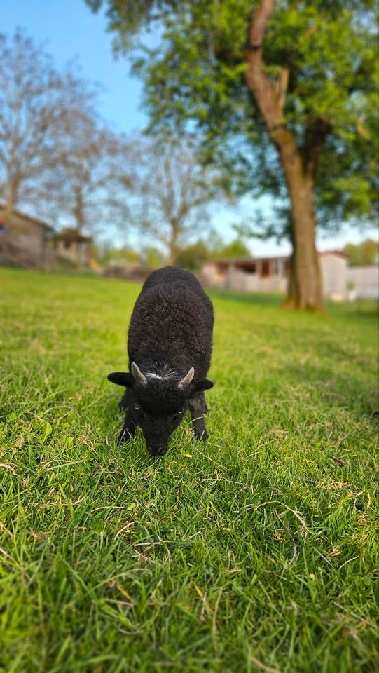 Ouessantschafe Bock! in Oberrot