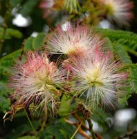 Hochstamm Seidenakazie Ombrella - Schlafbaum 80-100cm - Albizia Niedersachsen - Bad Zwischenahn Vorschau