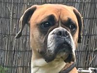 Mia - typisches Boxermädchen Sachsen-Anhalt - Salzwedel Vorschau