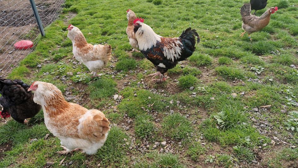 Hühner Küken Enten Gänse Geflügel Hennen Eier buntleger in Creußen