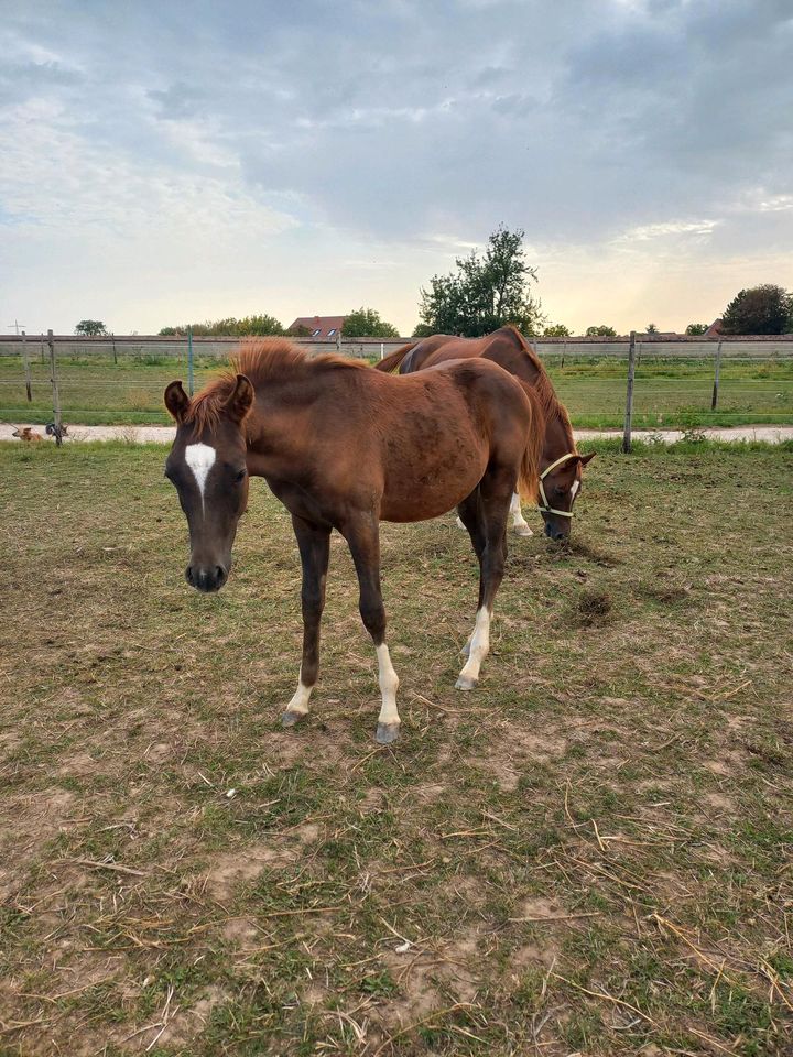 Vollblutaraber Dunkelfuchs Jährling Hengst 4x weiß Warmbluttyp in Hochborn