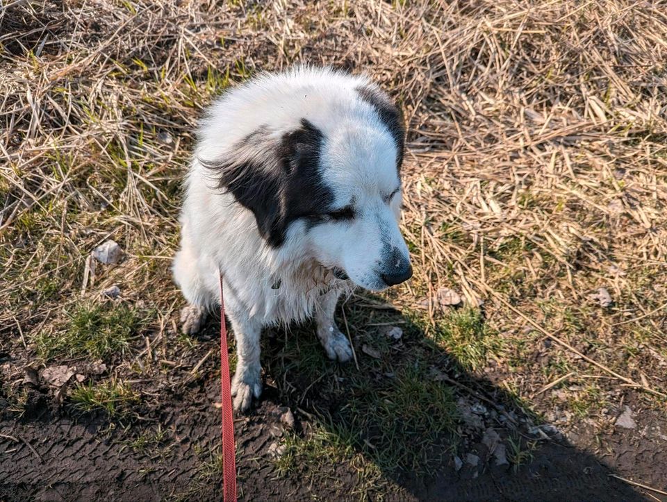 Hundetraining - Einzeltraining in Berlin