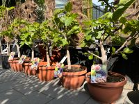 Ficus Carica Feigenbaum Angebot % Nordrhein-Westfalen - Borgholzhausen Vorschau
