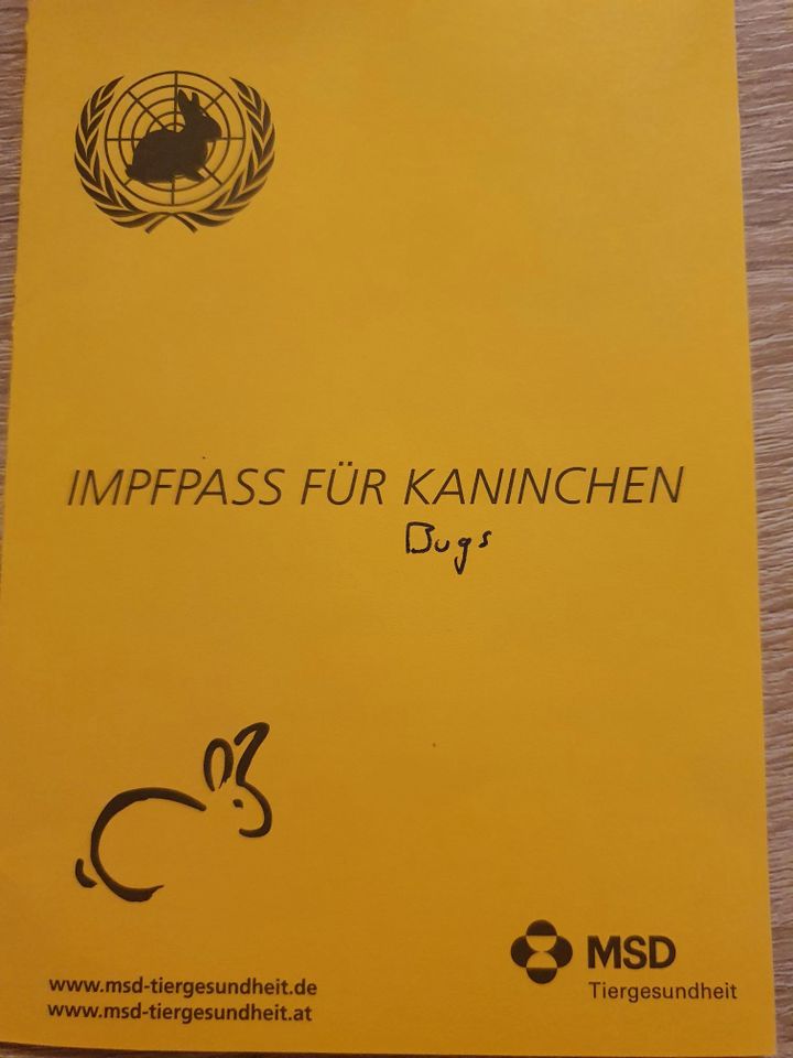 Liebevolles Zwergkaninchen (weiblich/3,5 Jahre/kastriert) in Berlin