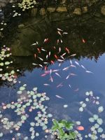 6 Goldfische abzugeben Bayern - Stammham b. Ingolstadt Vorschau