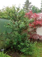 Kirschbaum zum selbst ausgraben Bayern - Schwabach Vorschau