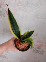 Sansevieria trifasciata Laurentii Sachsen-Anhalt - Köthen (Anhalt) Vorschau