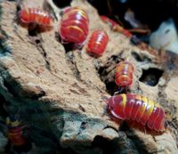 Merulanella sp. Scarlet - Zierassel - Isopod Bayern - Eurasburg Vorschau