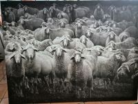 Schafe Gemälde Niedersachsen - Langenhagen Vorschau