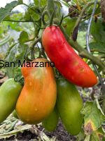 3x SAN MARZANO Tomatenpflanzen Tomaten Pflanzen Sachsen - Hartenstein Vorschau