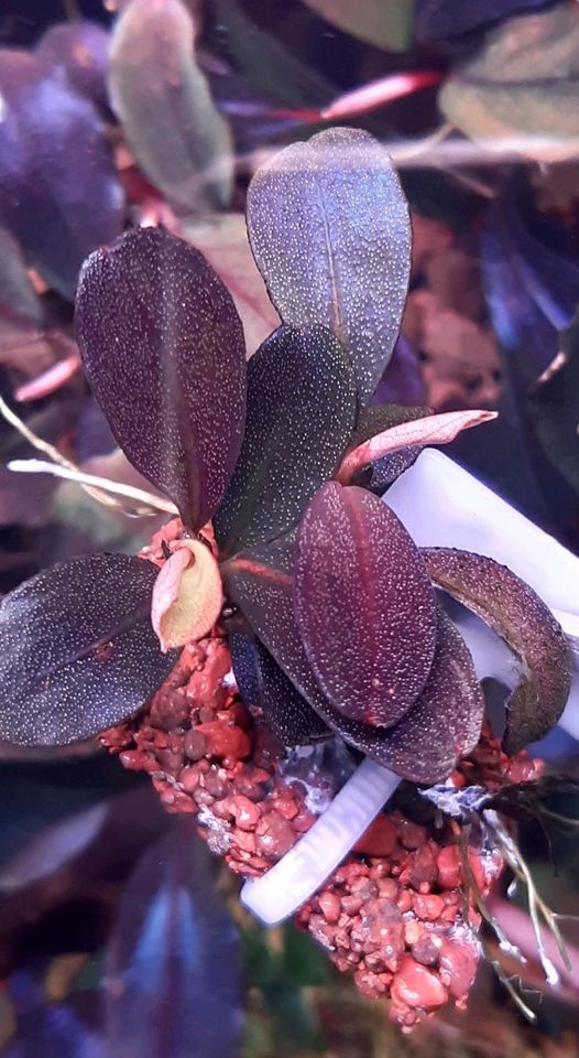 ❌Verkauft ❌⭐❤ Helena 2013 ❤⭐ Bucephalandra Aquarium Garnelen Nano in Freiburg im Breisgau