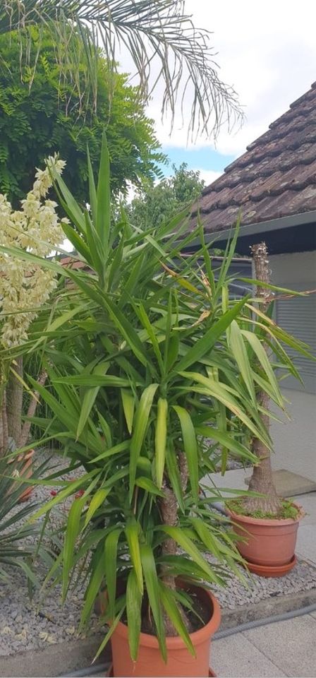 Yucca Palme in verschiedenen Größen ab 1,60 - 2,00 m Höhe . in Hüttlingen