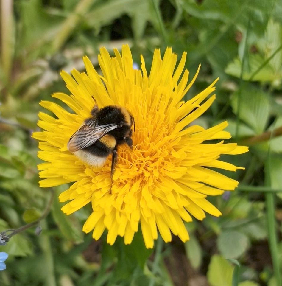 Löwenzahn-Samen, für unsere Wildbienen und Hummeln in Mömbris