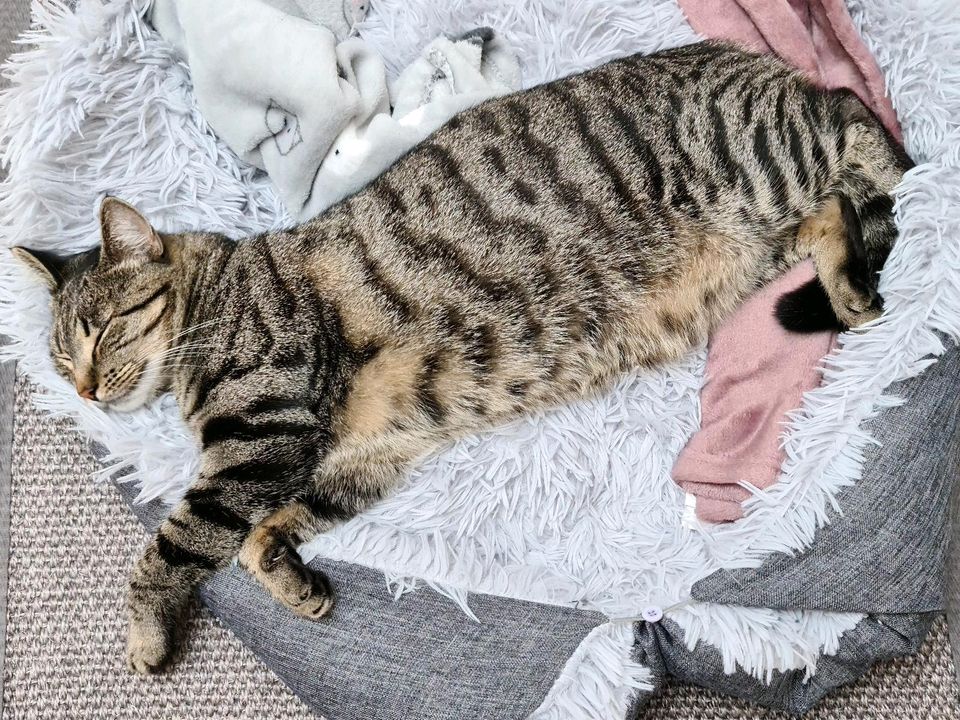 Katze Lenny wird vermisst in Schwanewede