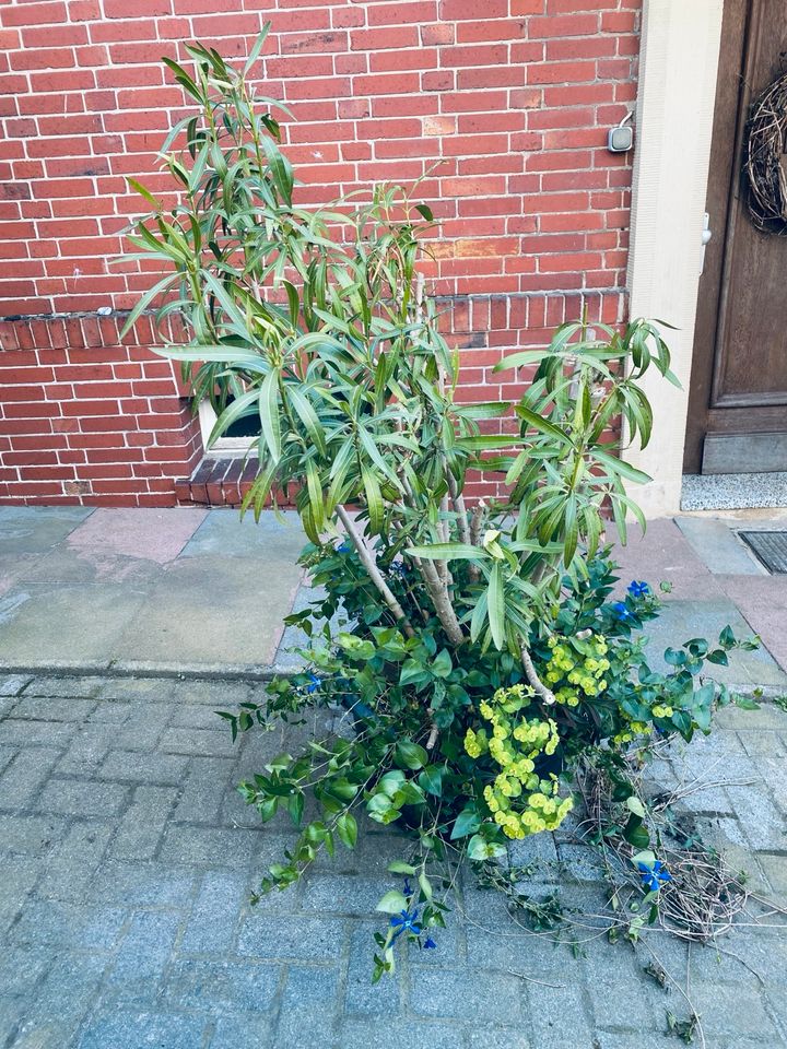 Nerium Oleander in Osnabrück