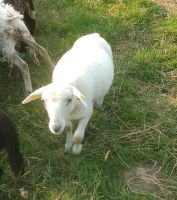 Nolana Fleischschaf Lamm Bock Nordrhein-Westfalen - Bad Driburg Vorschau