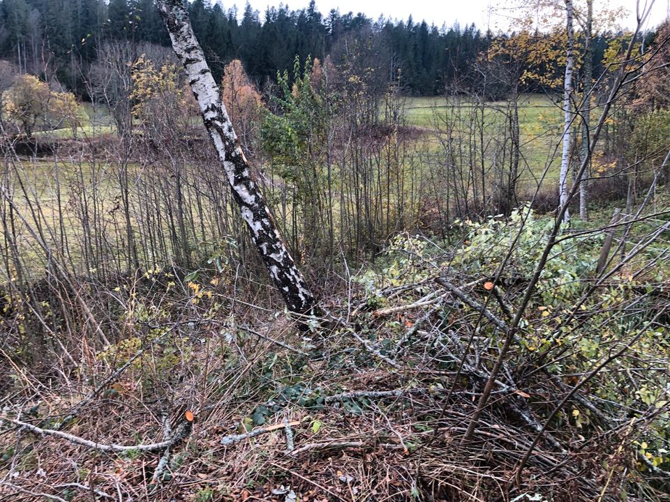 Problem - Baumfällung, Spezial - Baumfällung in Lenzkirch