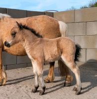 Amha / Kinderpony / American Miniature Horse / Miniaturpferd Rheinland-Pfalz - Staudernheim Vorschau