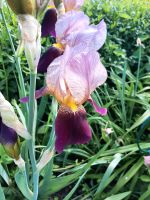 Schwertlillie Iris verschiedene Farben Baden-Württemberg - Fichtenberg Vorschau
