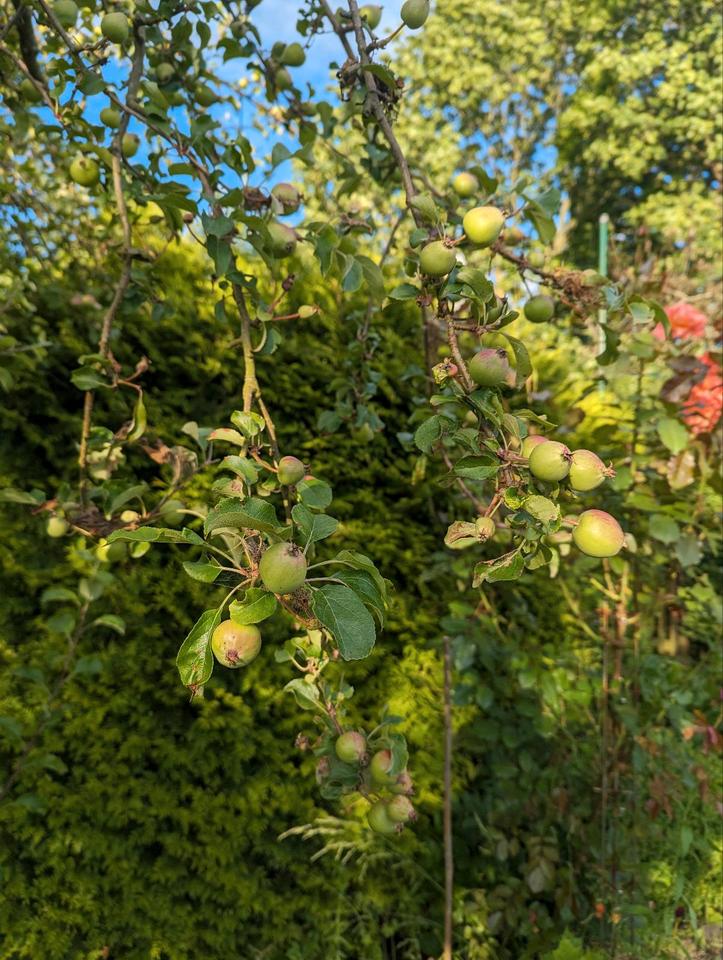 Kleingarten, Schrebergarten, Pachtgarten in Stadtweide in Bad Doberan