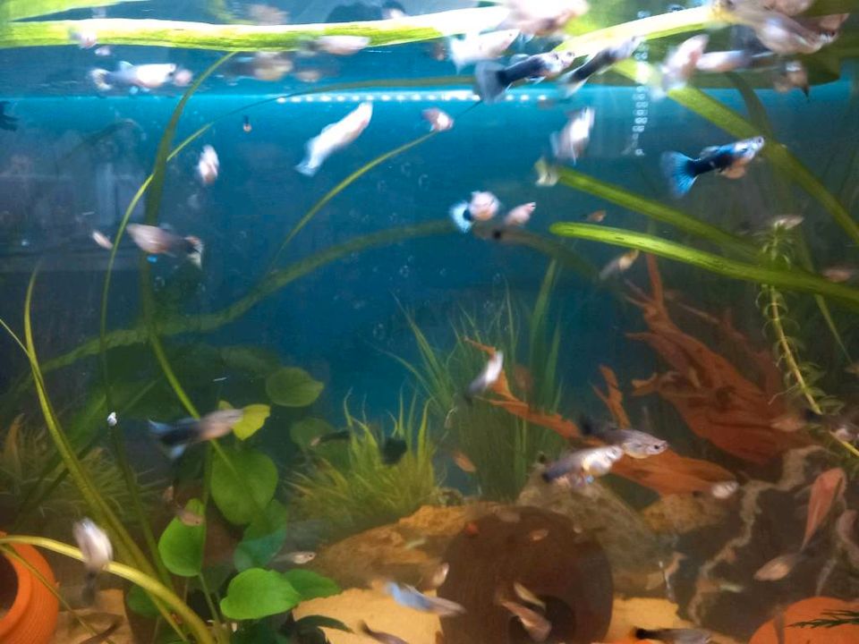 Guppys Fische verschidene Arten in Diepholz