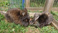 Tierschutz - Kaninchen suchen ein neues Zuhause Nordrhein-Westfalen - Blankenheim Vorschau